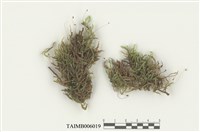 藏品(菲律賓粗枝苔)的圖片